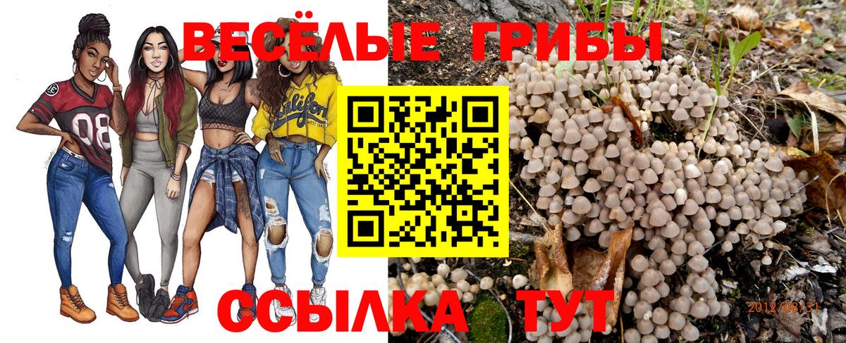 Псилоцибиновые грибы GOLDEN TEACHER  Вход с VPN  как найти наркотики  Псилоцибиновые грибы Psilocybine cubensis  Киров 